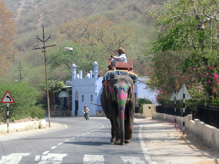 Elephant, Amer Road, Amber, Rajasthan, India