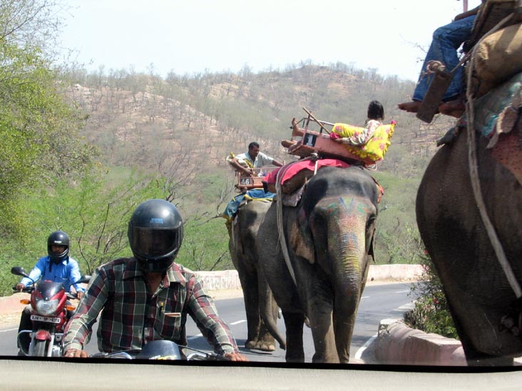 Elephants, Amer Road, Amber, Rajasthan, India