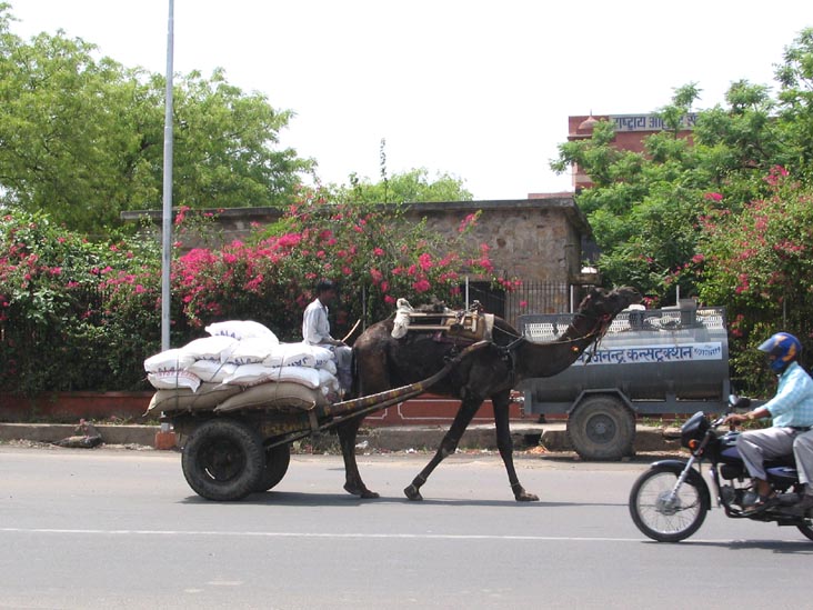 Camel, Amer Road, Old City, Jaipur, Rajasthan, India