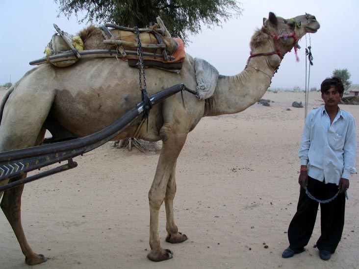 Camel, Khimsar Dunes Village, Safari, Khimsar Fort, Khimsar, Rajasthan, India