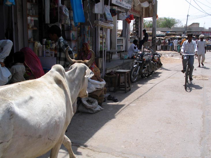 Cow, Khinwsar, Rajasthan, India