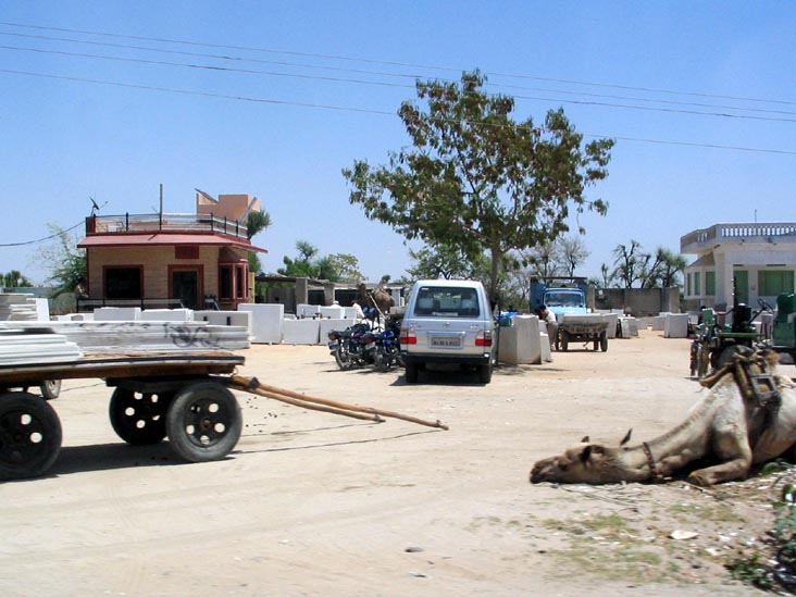 Camel, Marble Suppliers, National Highway No. 8, Rajsamand District, Rajasthan, India