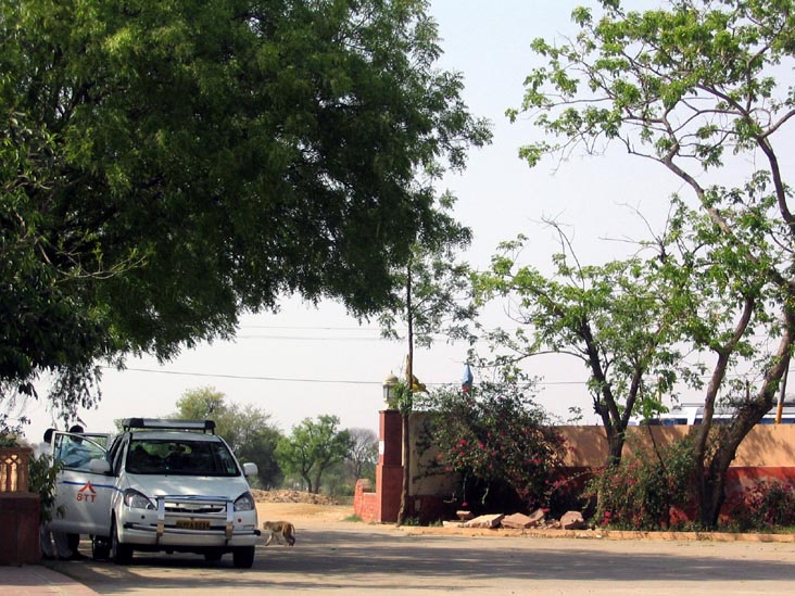 Monkey, Rajasthan Motel, National Highway No. 11, Mahuwa, Rajasthan, India