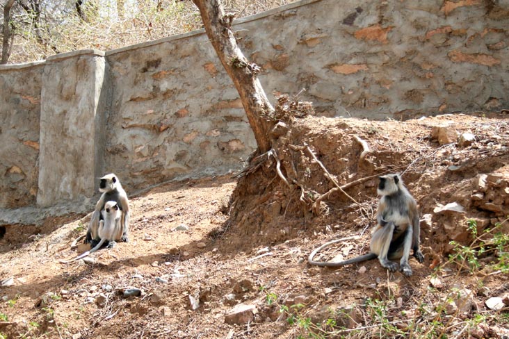 Monkeys, State Route 32 Outside Of Ranakpur, Rajasthan, India