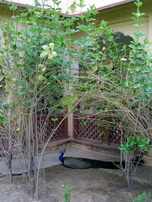Peacock, Rohet Garh, Rajasthan, India