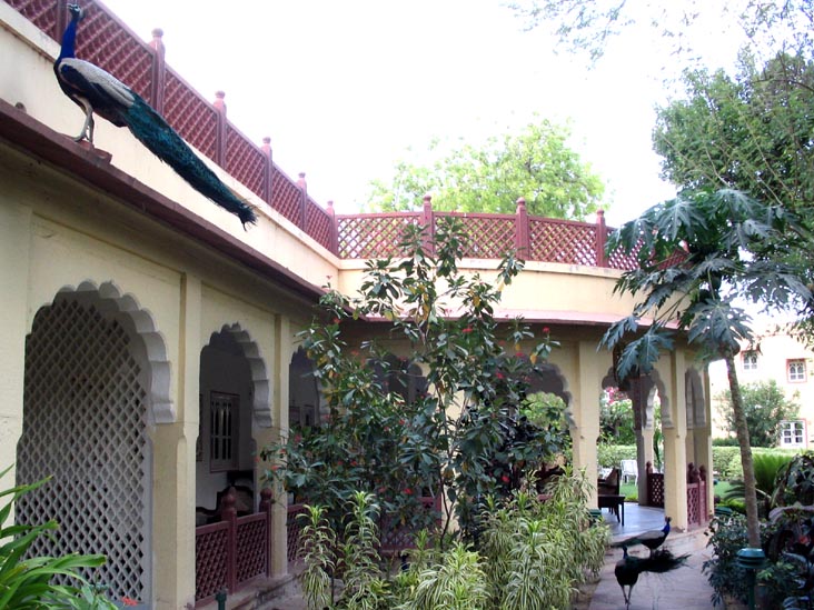 Peacocks, Rohet Garh, Rajasthan, India