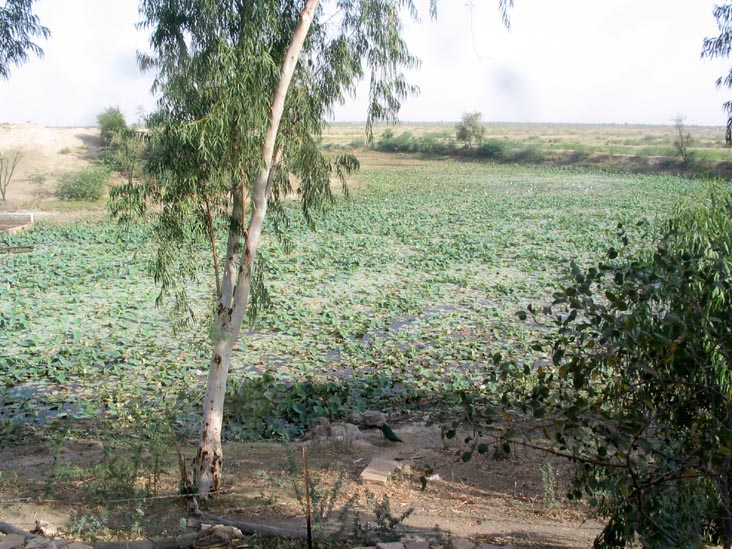 Lake From Room 23, Rohet Garh, Rajasthan, India