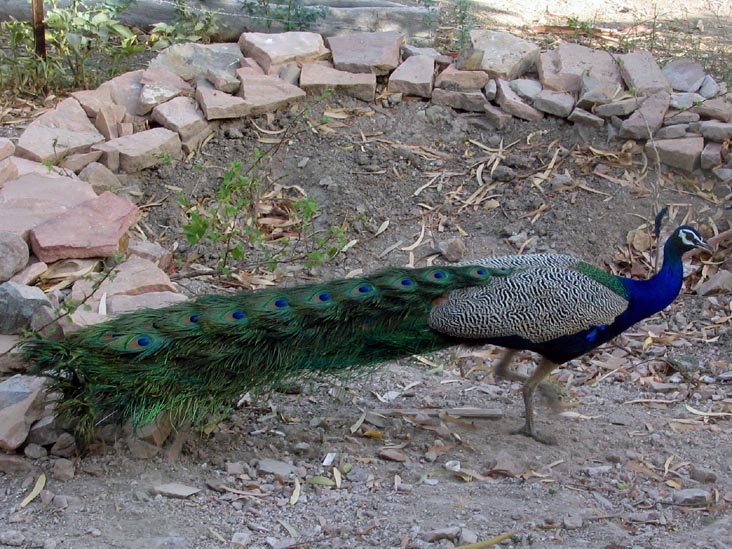 Peacock, Rohet Garh, Rajasthan, India