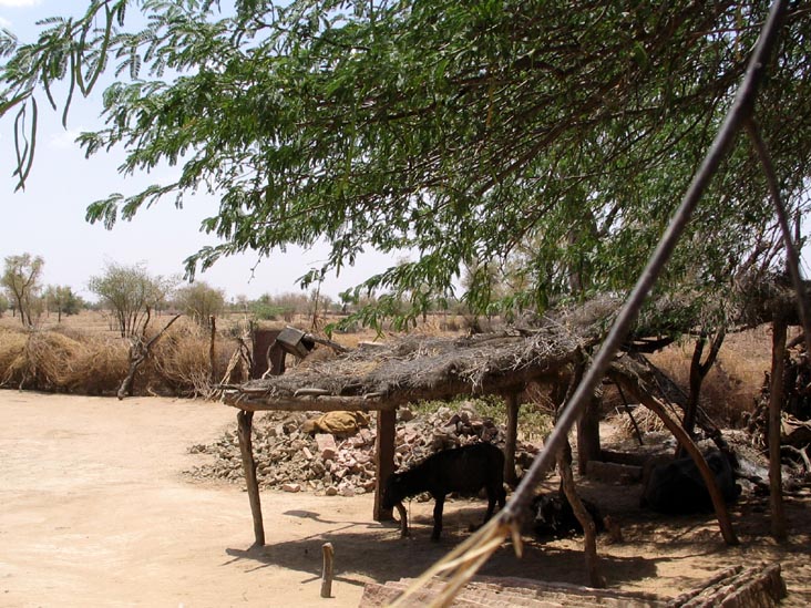 Goat, Salawas, Rajasthan, India