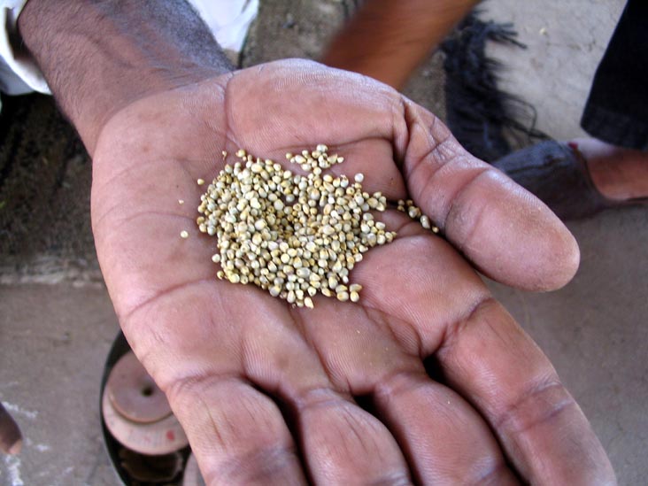 Opium Ceremony, Salawas, Rajasthan, India