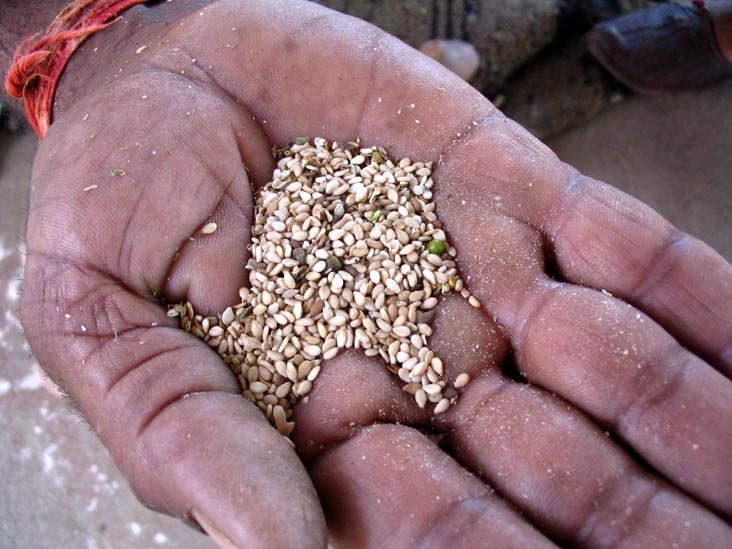 Opium Ceremony, Salawas, Rajasthan, India