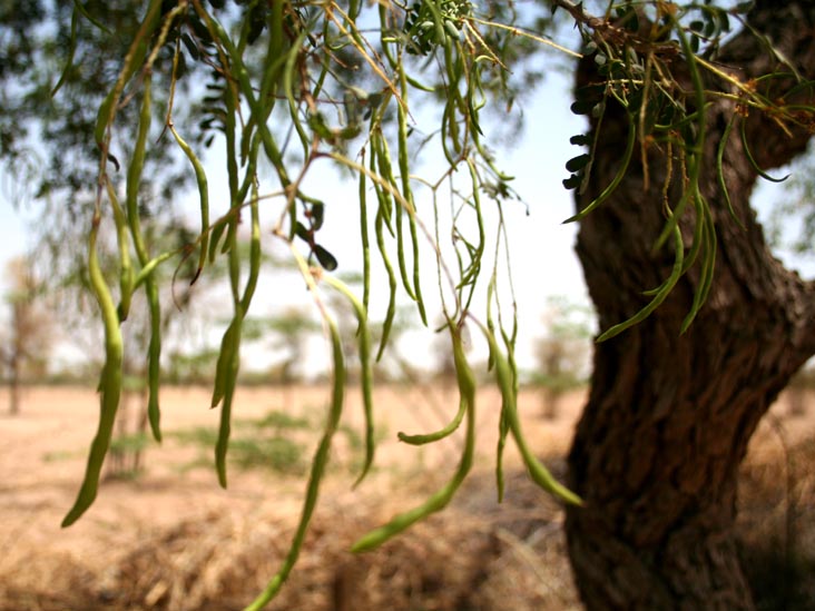 Ker Sangri (Desert Bean) Tree, Salawas, Rajasthan, India
