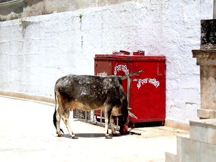 Cow, Jagdish Mandir, Udaipur, Rajasthan, India