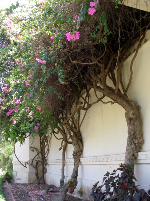 Bougainvillea, Sahelion Ki Bari, Udaipur, Rajasthan, India