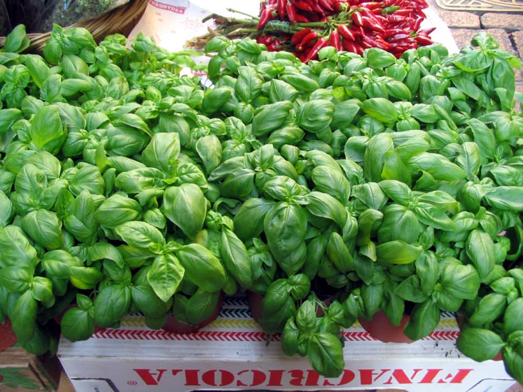 Basil, Produce Market, Via Drapperie and Via dei Orefici, SW Corner, Bologna, Emilia-Romagna, Italy