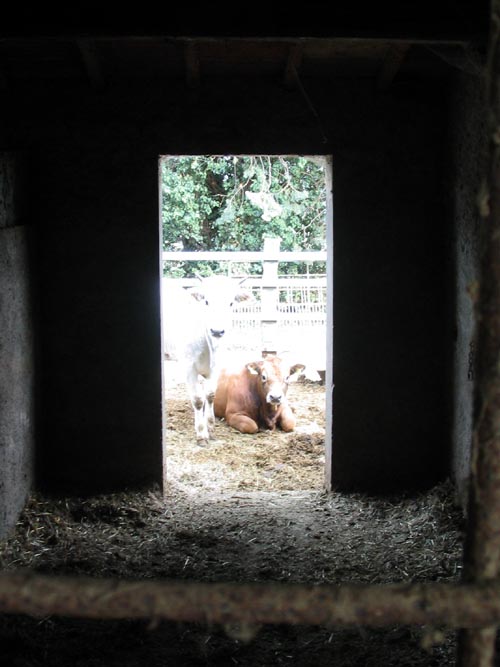 Cows, Batistini Farm (Fattoria Batistini), San Martino al Vento, Chianti, Italy