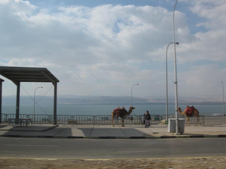 Camels, Highway 65 Along The Dead Sea, Jordan