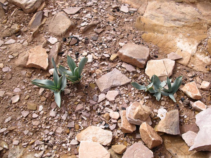 Trail To The End Of The World, Petra, Wadi Musa, Jordan
