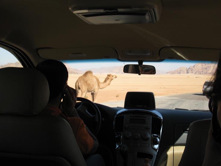 Camel Crossing Road Near Jabal Rum Camp, Wadi Rum, Jordan