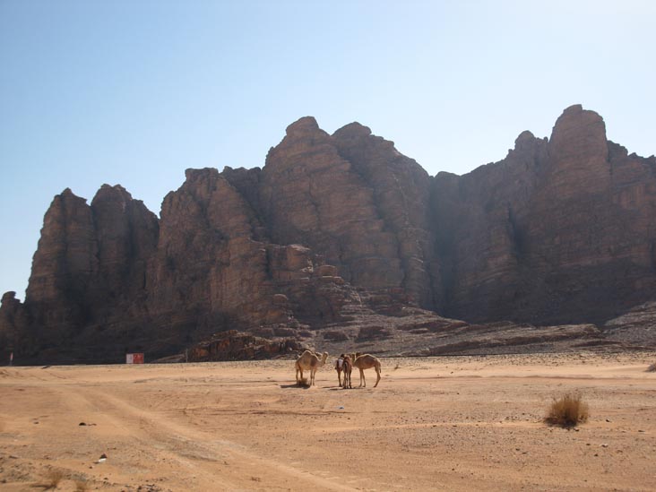 Camels Near Jabal Rum Camp, Wadi Rum, Jordan