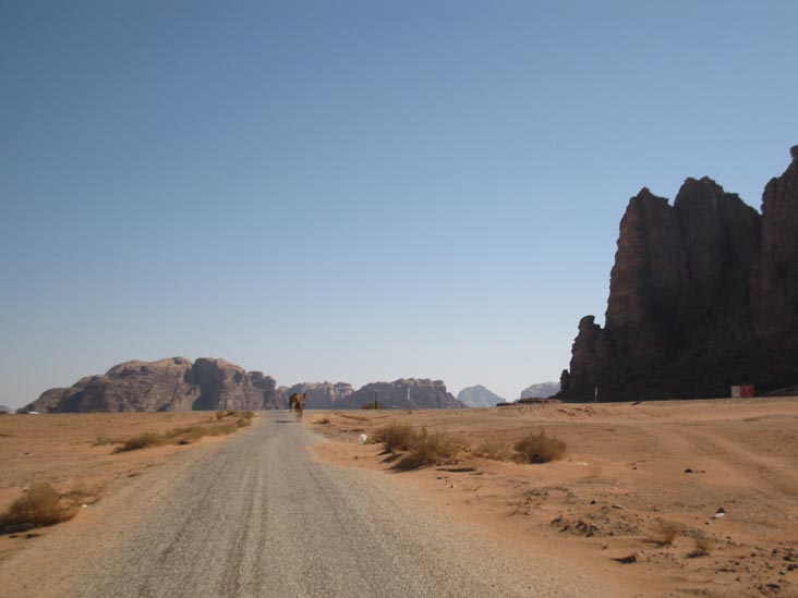 Camels Crossing Road Near Jabal Rum Camp, Wadi Rum, Jordan
