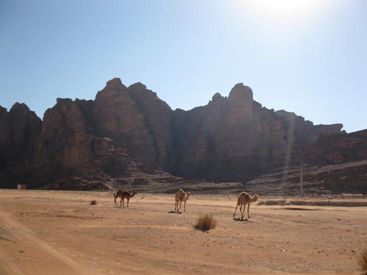 Camels Near Jabal Rum Camp, Wadi Rum, Jordan