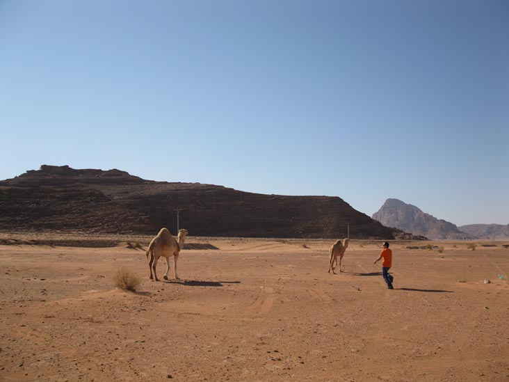Camels, Wadi Rum, Jordan