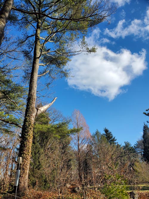 Clark Botanic Garden, Albertson, New York, February 6, 2022