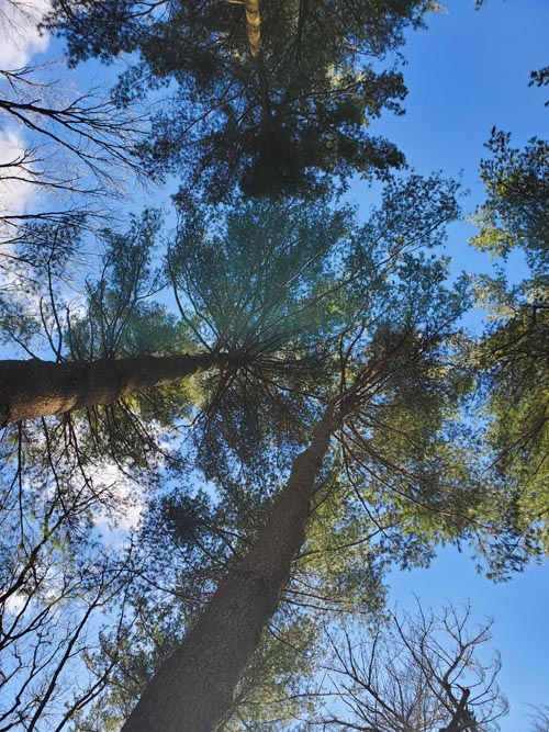 Clark Botanic Garden, Albertson, New York, February 6, 2022