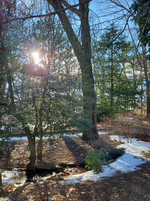 Clark Botanic Garden, Albertson, New York, February 6, 2022