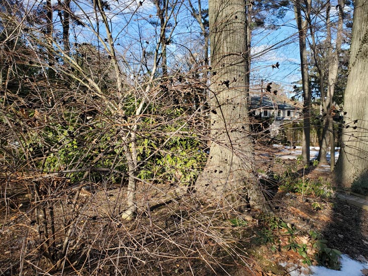 Clark Botanic Garden, Albertson, New York, February 6, 2022