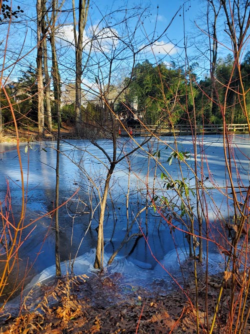 Clark Botanic Garden, Albertson, New York, February 6, 2022