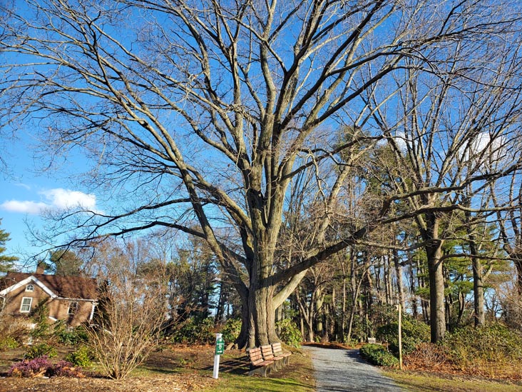 Clark Botanic Garden, Albertson, New York, February 6, 2022