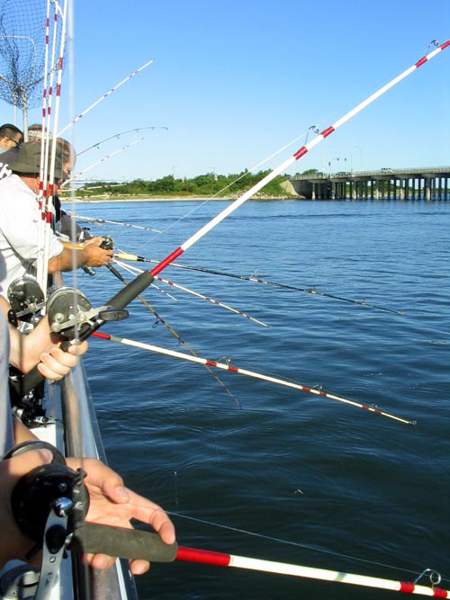 Half Day Fluke Fishing, Capt Lou VII, Freeport, Long Island, New York