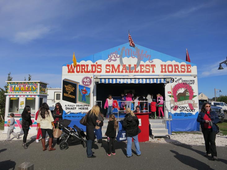 World's Smallest Horse, Oyster Festival, Oyster Bay, New York, October 13, 2012