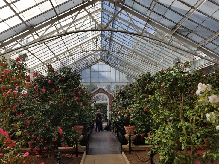 Camellia Greenhouse, Planting Fields Arboretum State Historic Park, Oyster Bay, New York, February 25, 2017