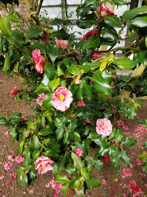 Camellia Greenhouse, Planting Fields Arboretum State Historic Park, Oyster Bay, New York, February 25, 2017