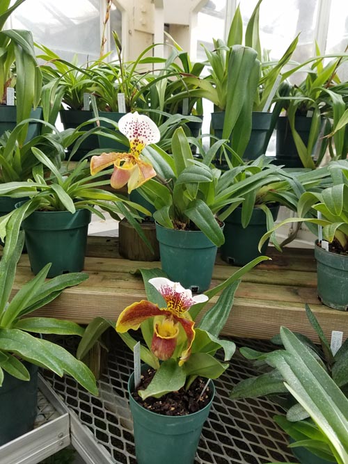 Greenhouse, Planting Fields Arboretum State Historic Park, Oyster Bay, New York, February 25, 2017