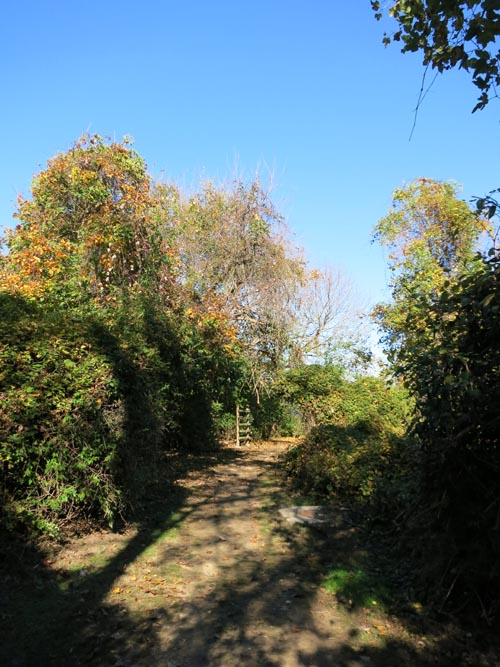 Sands Point Preserve, Sands Point, New York, November 8, 2015
