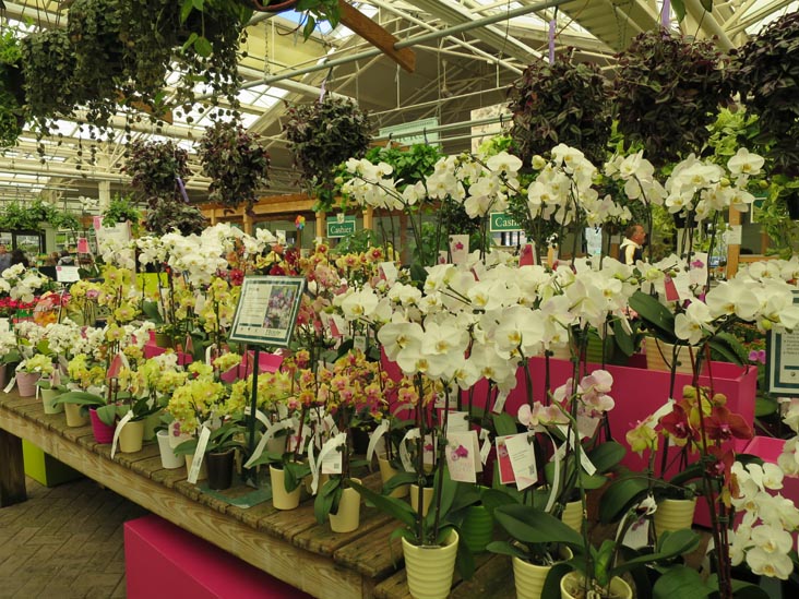 Orchids, Hicks Nurseries, 100 Jericho Turnpike, Westbury, New York, April 27, 2014