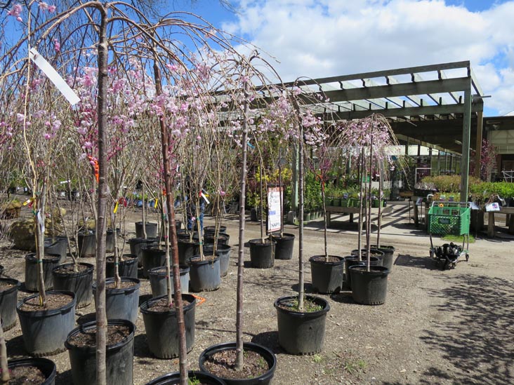 Cherry Trees, Hicks Nurseries, 100 Jericho Turnpike, Westbury, New York, April 27, 2014