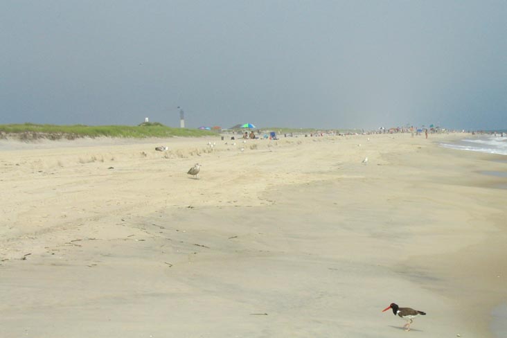 Oyster Catcher, Field 5, Robert Moses State Park, Suffolk County, Long Island, New York