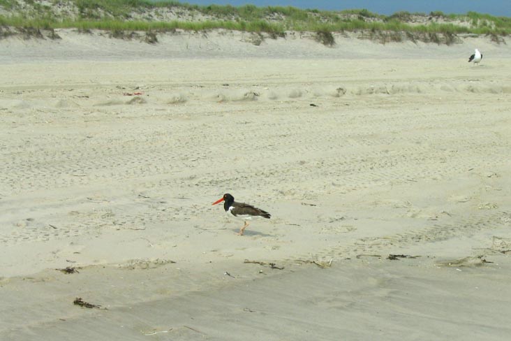 Oyster Catcher, Field 5, Robert Moses State Park, Suffolk County, Long Island, New York
