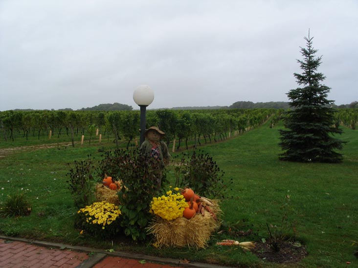 Paumanok Vineyards, 1074 Main Road (Route 25), Aquebogue, New York, October 8, 2005