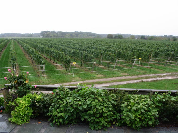 Corey Creek Vineyards, Main Road, Route 25, Southold, New York, October 8, 2005