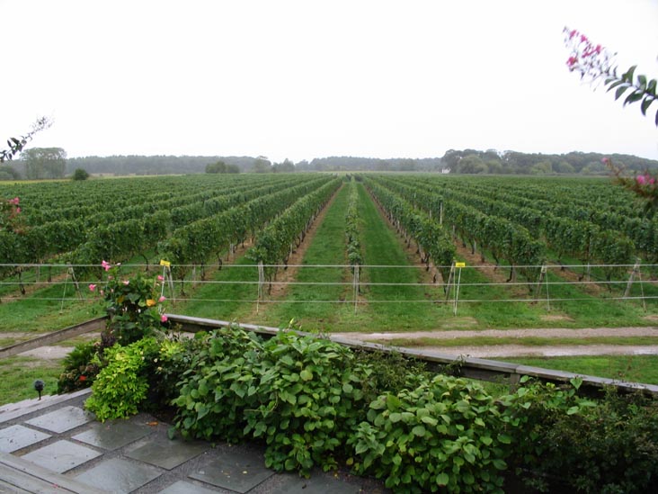 Corey Creek Vineyards, Main Road, Route 25, Southold, New York, October 8, 2005