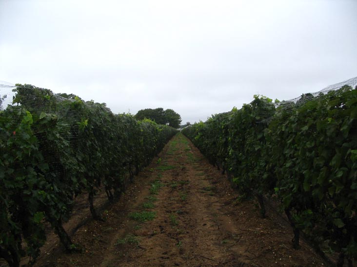 Sherwood House Vineyards, 2600 Oregon Road, Mattituck, New York, October 9, 2005