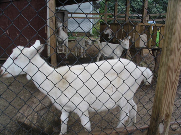 Catapano Dairy Farm, 3985 Sound Avenue, Mattituck, New York, October 9, 2005