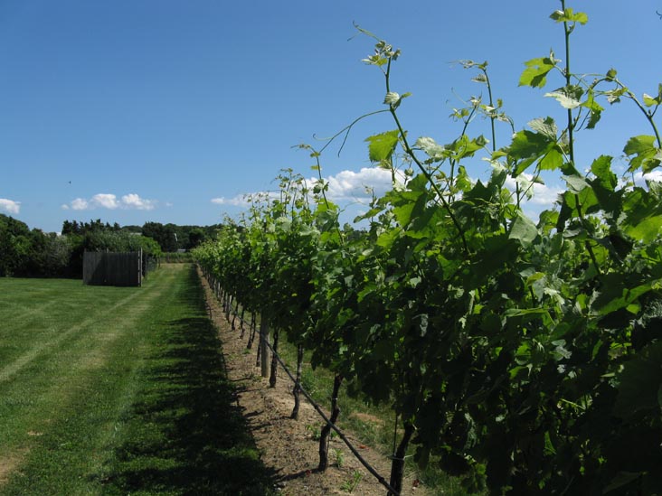 Vineyards, Croteaux Vineyards, 1450 South Harbor Road, Southold, New York, July 4, 2009