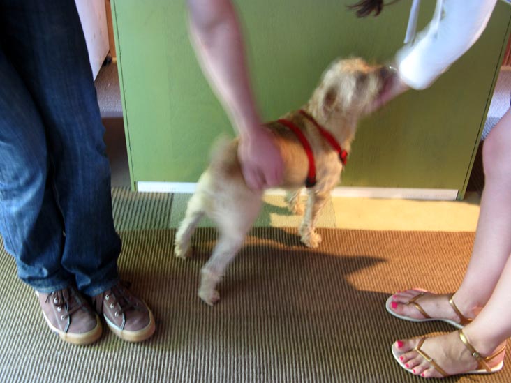 Dog, Croteaux Vineyards, 1450 South Harbor Road, Southold, New York, July 4, 2009